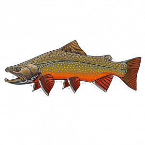 Casey Underwood Brook Trout New Style