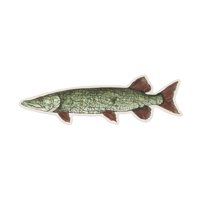 Jake Keeler Apex Midwest Musky Sticker