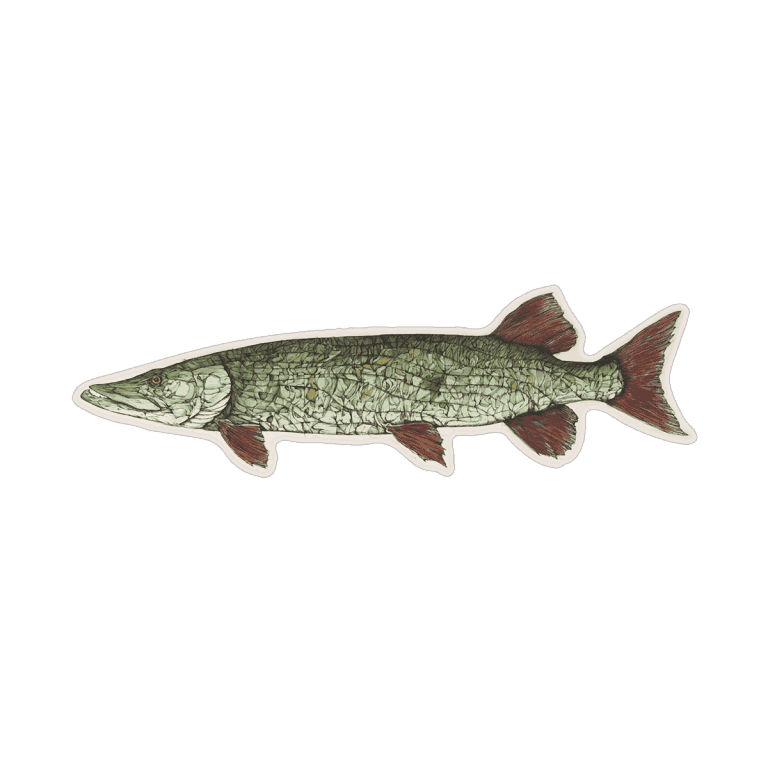 Jake Keeler Apex Midwest Musky Sticker