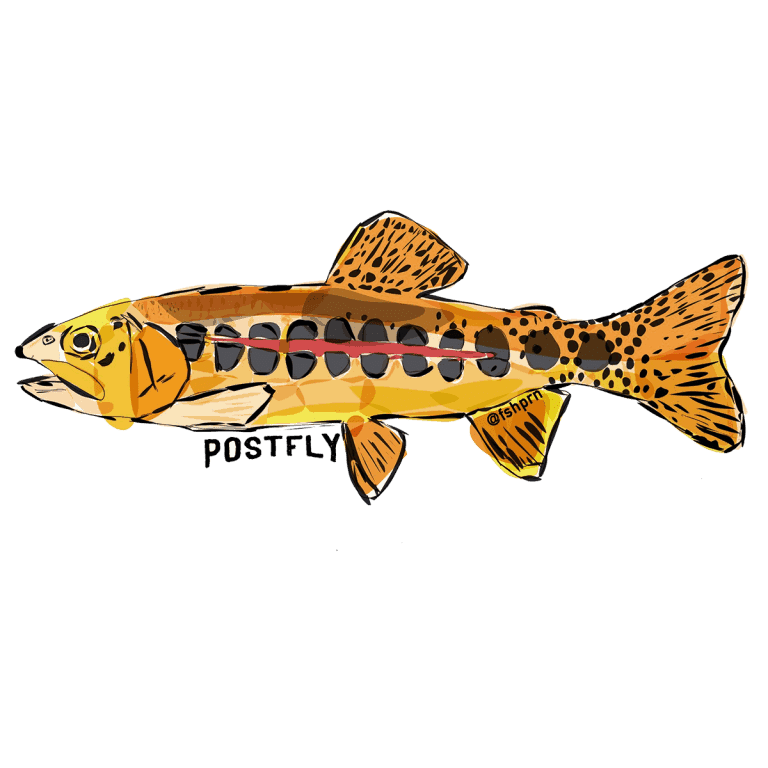 Postfly Golden Trout Sticker
