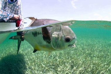 Turneffe Flats Permit Fly Fishing