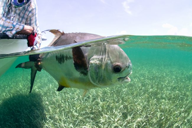 Turneffe Flats Permit Fly Fishing
