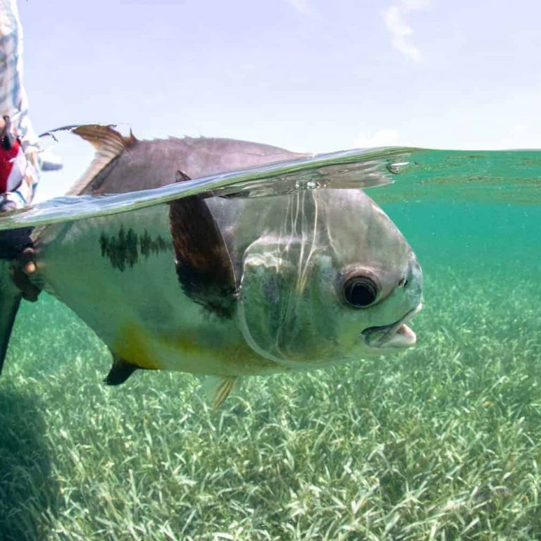 Turneffe Flats Permit Fly Fishing