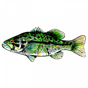 Largemouth Bass Sticker Decal Fishing Black Bass Smallmouth Tribal Lures  Fly