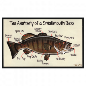 DrewLR Anatomy of a Smallmouth Bass Sticker