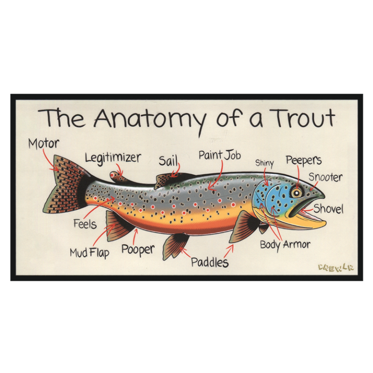 DrewLR Anatomy of a Trout Sticker Fly Slaps Fly Fishing Stickers and