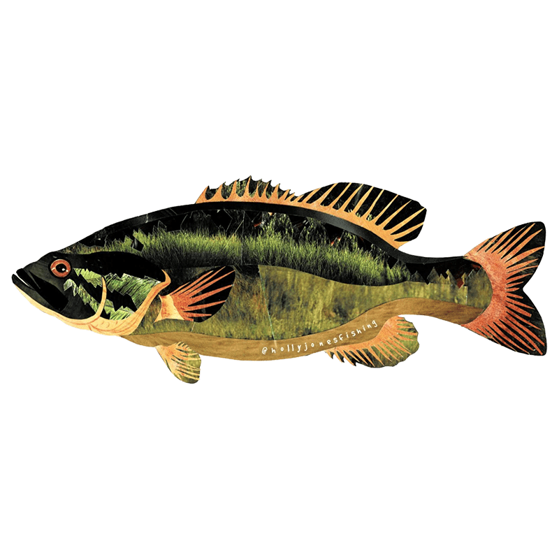 Holly Jones Small Mouth Bass Sticker - Fly Slaps Fly Fishing Stickers and  Decals