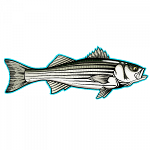 Striper Archives - Fly Slaps Fly Fishing Stickers and Decals