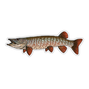 Casey Underwood Tiger Musky Sticker
